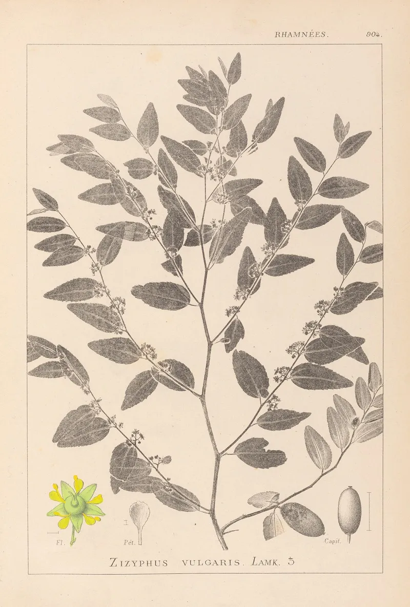 Herbier De La Flore Francaise Pl 0145 Wall Art by Louis Antoine Cusin - High-Resolution Digital Print