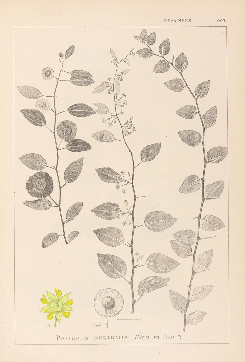 Herbier De La Flore Francaise Pl 0146 Wall Art by Louis Antoine Cusin - High-Resolution Digital Print