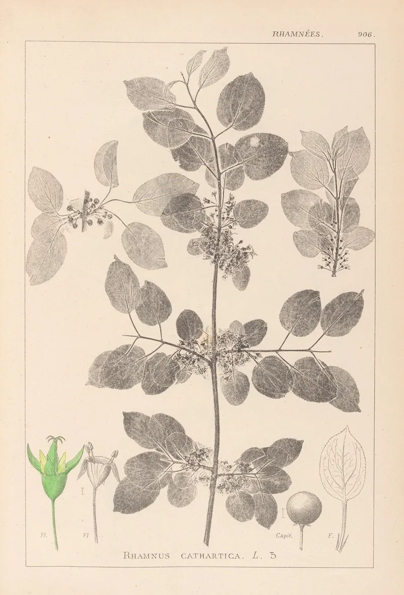 Herbier De La Flore Francaise Pl 0147 Wall Art by Louis Antoine Cusin - High-Resolution Digital Print
