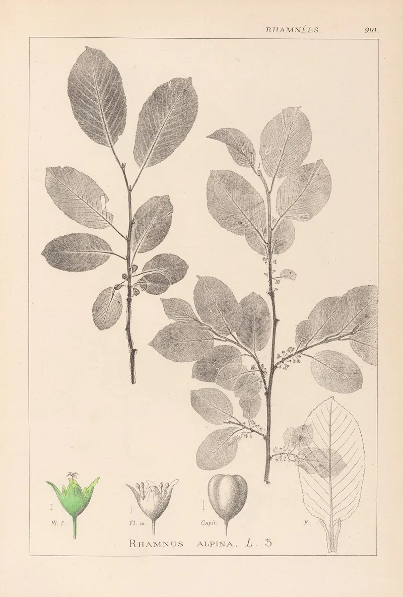 Herbier De La Flore Francaise Pl 0151 Wall Art by Louis Antoine Cusin - High-Resolution Digital Print