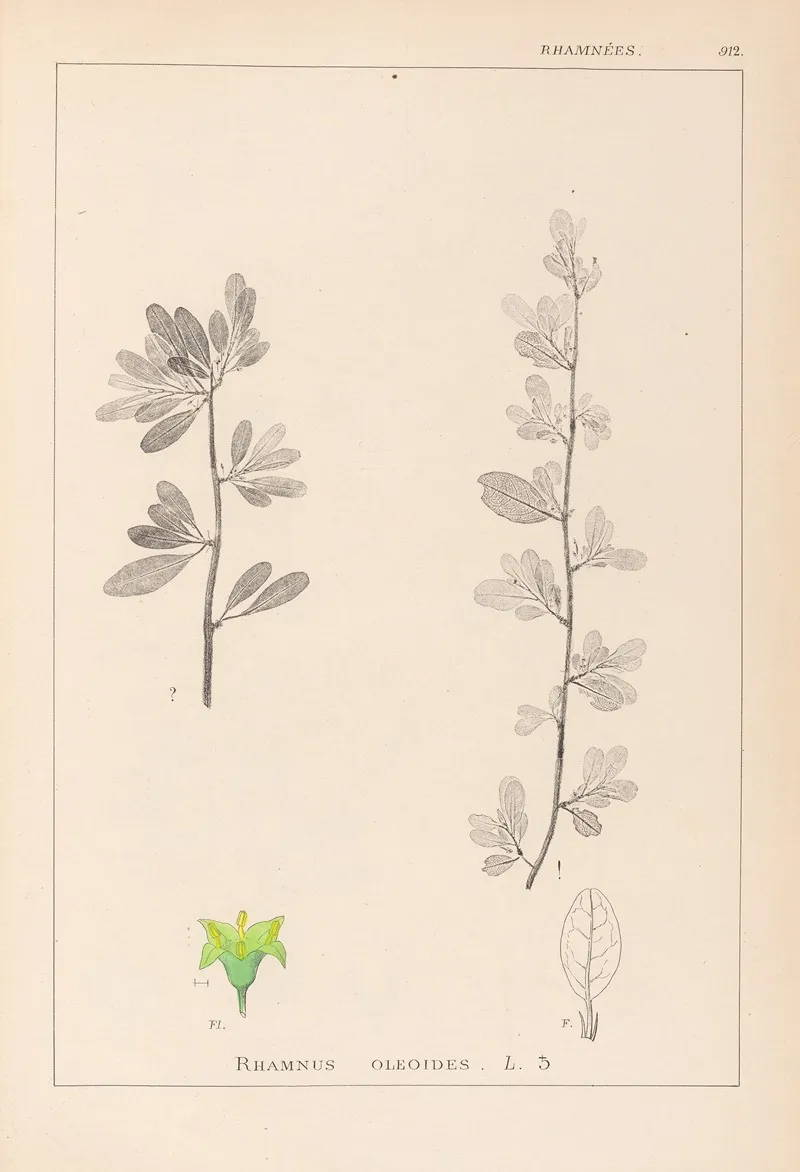 Herbier De La Flore Francaise Pl 0153 Wall Art by Louis Antoine Cusin - High-Resolution Digital Print