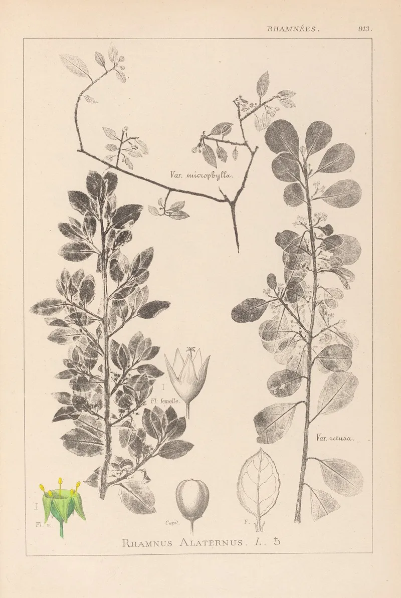 Herbier De La Flore Francaise Pl 0154 Wall Art by Louis Antoine Cusin - High-Resolution Digital Print