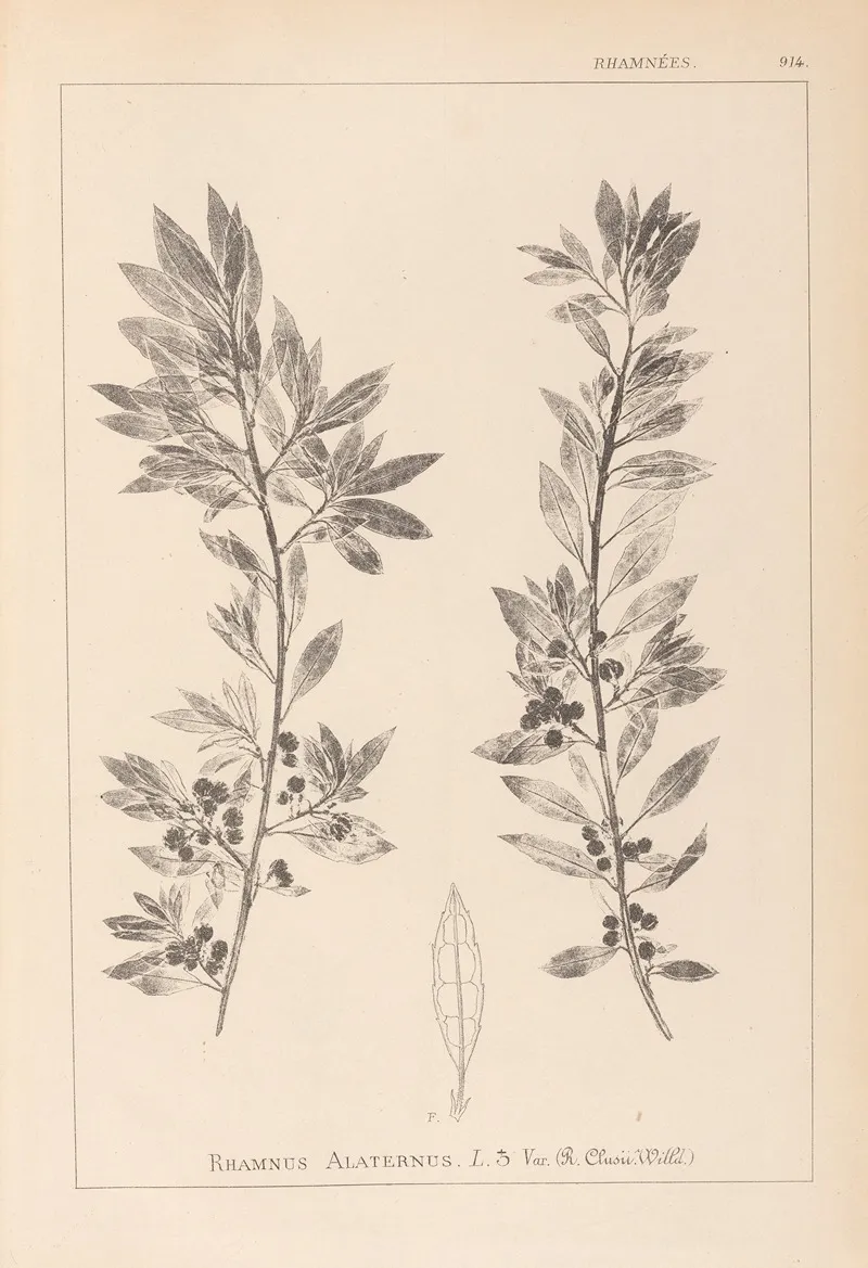 Herbier De La Flore Francaise Pl 0155 Wall Art by Louis Antoine Cusin - High-Resolution Digital Print