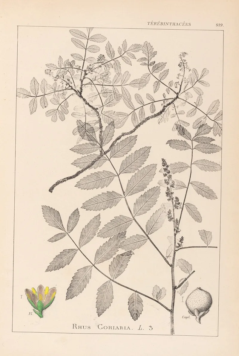 Herbier De La Flore Francaise Pl 0160 Wall Art by Louis Antoine Cusin - High-Resolution Digital Print