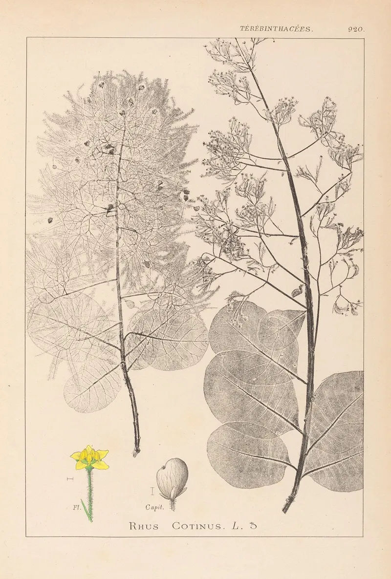 Herbier De La Flore Francaise Pl 0161 Wall Art by Louis Antoine Cusin - High-Resolution Digital Print