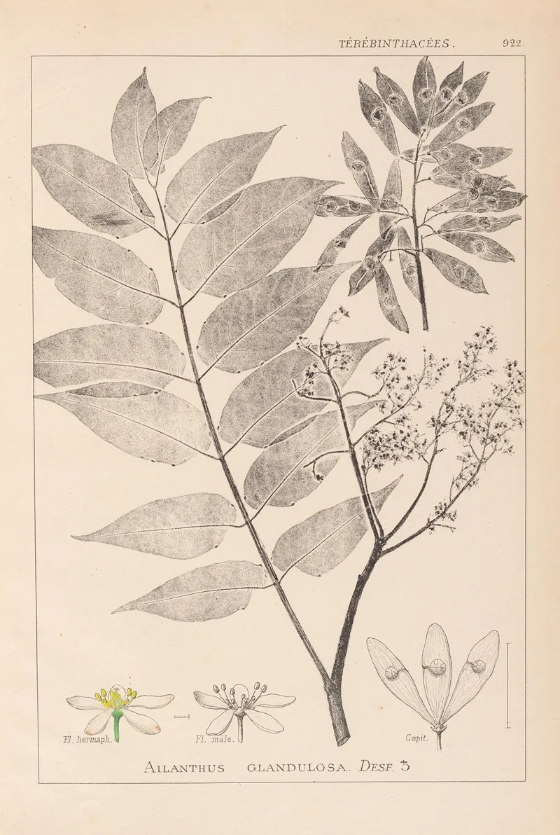 Herbier De La Flore Francaise Pl 0162 Wall Art by Louis Antoine Cusin - High-Resolution Digital Print