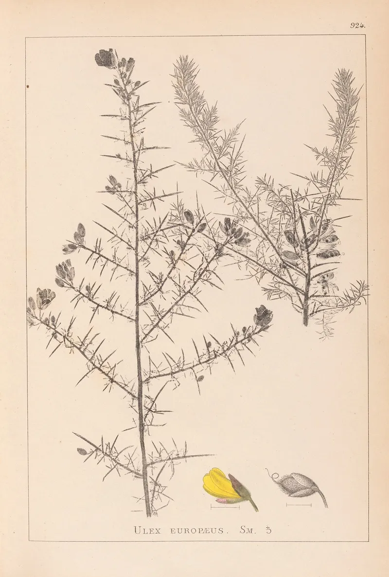 Herbier De La Flore Francaise Pl 0164 Wall Art by Louis Antoine Cusin - High-Resolution Digital Print