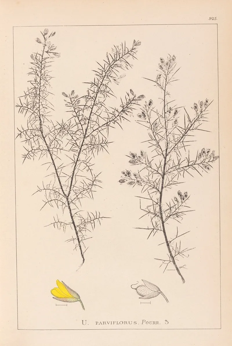 Herbier De La Flore Francaise Pl 0165 Wall Art by Louis Antoine Cusin - High-Resolution Digital Print