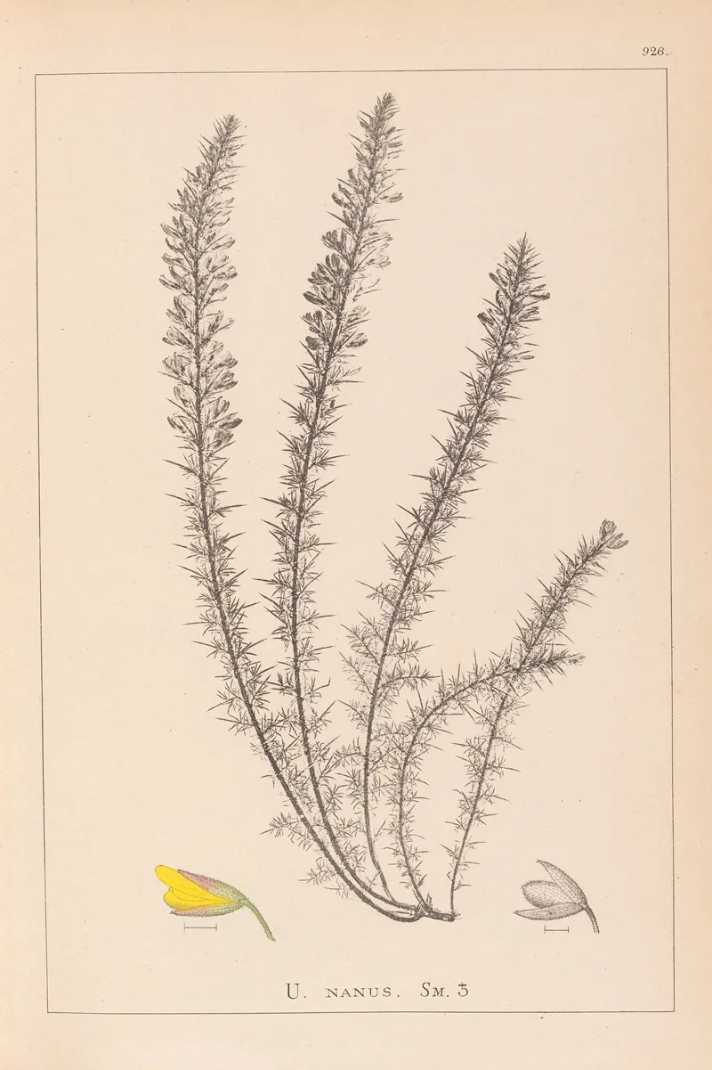 Herbier De La Flore Francaise Pl 0166 Wall Art by Louis Antoine Cusin - High-Resolution Digital Print