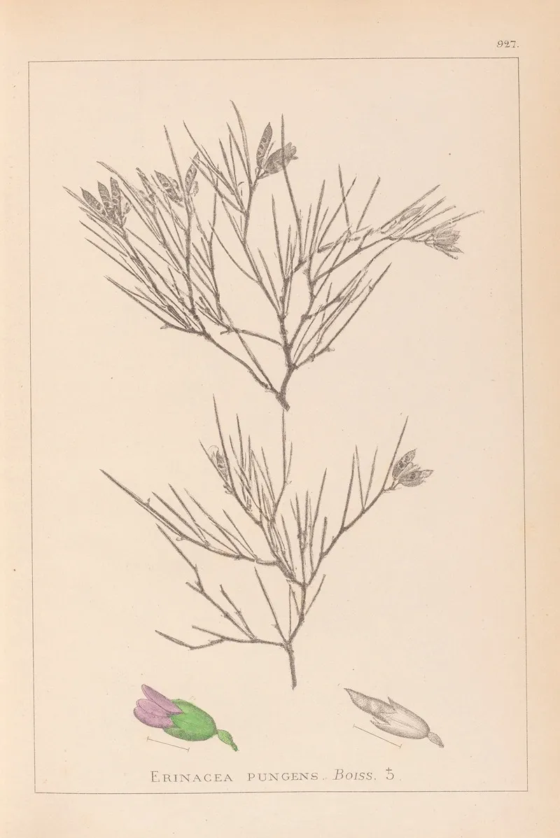 Herbier De La Flore Francaise Pl 0167 Wall Art by Louis Antoine Cusin - High-Resolution Digital Print