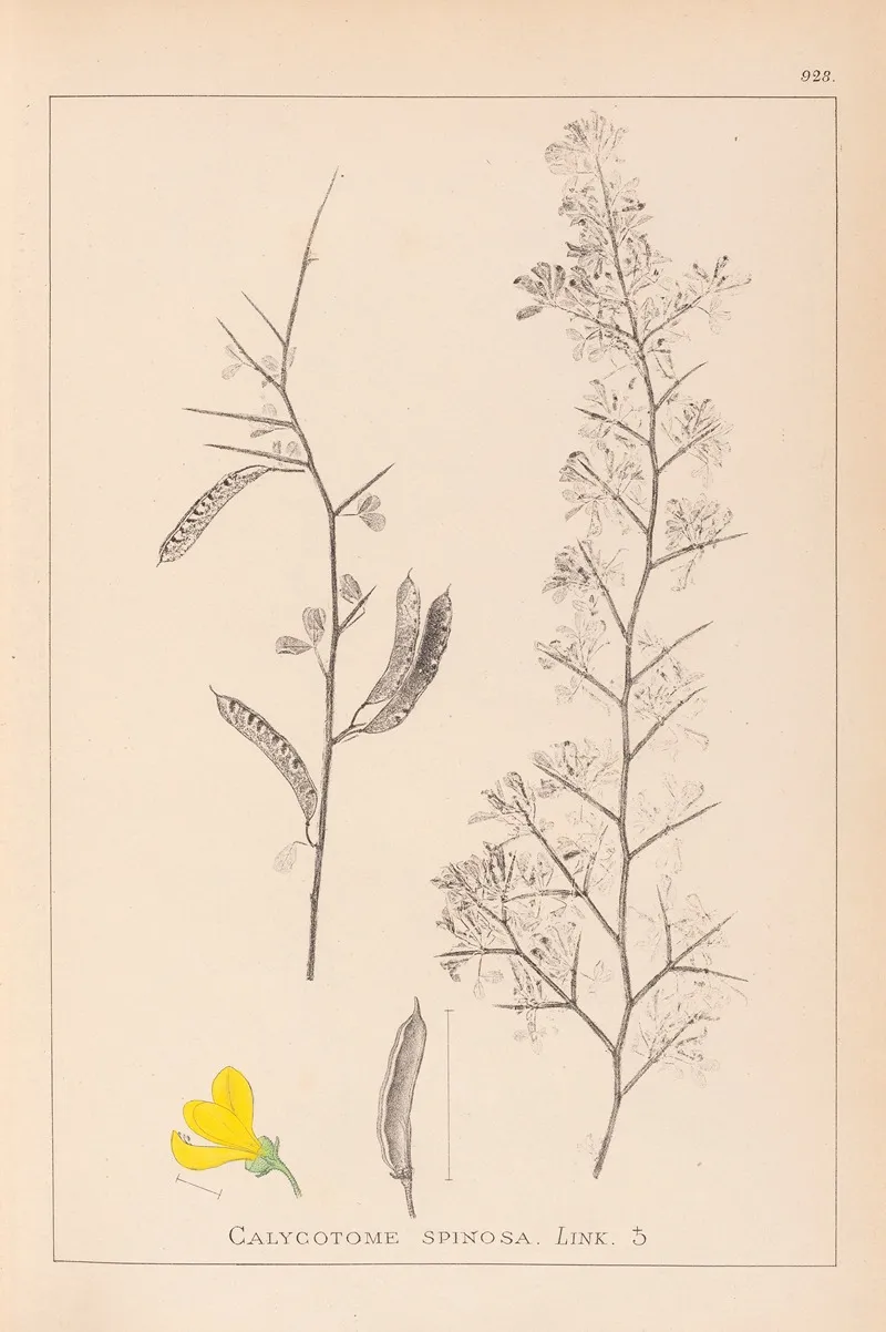 Herbier De La Flore Francaise Pl 0168 Wall Art by Louis Antoine Cusin - High-Resolution Digital Print