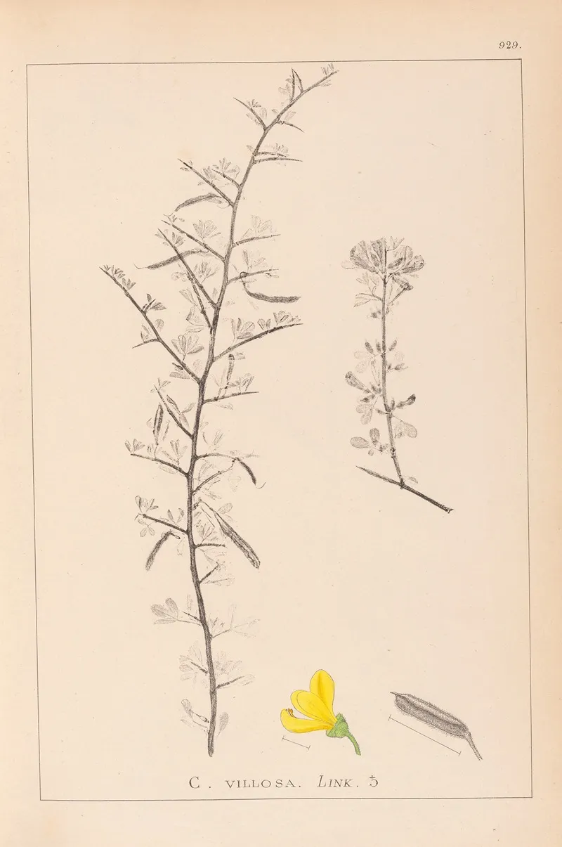 Herbier De La Flore Francaise Pl 0169 Wall Art by Louis Antoine Cusin - High-Resolution Digital Print