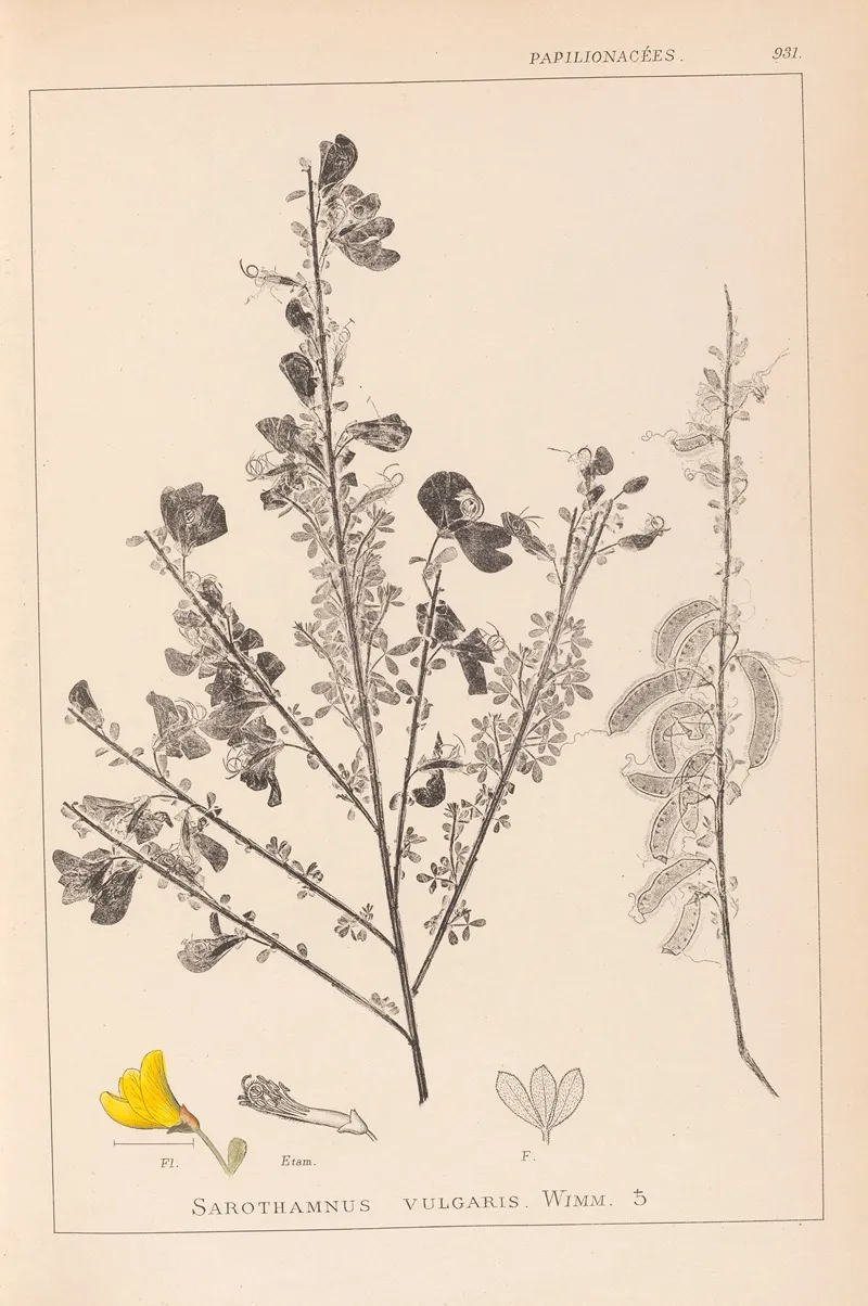 Herbier De La Flore Francaise Pl 0171 Wall Art by Louis Antoine Cusin - High-Resolution Digital Print