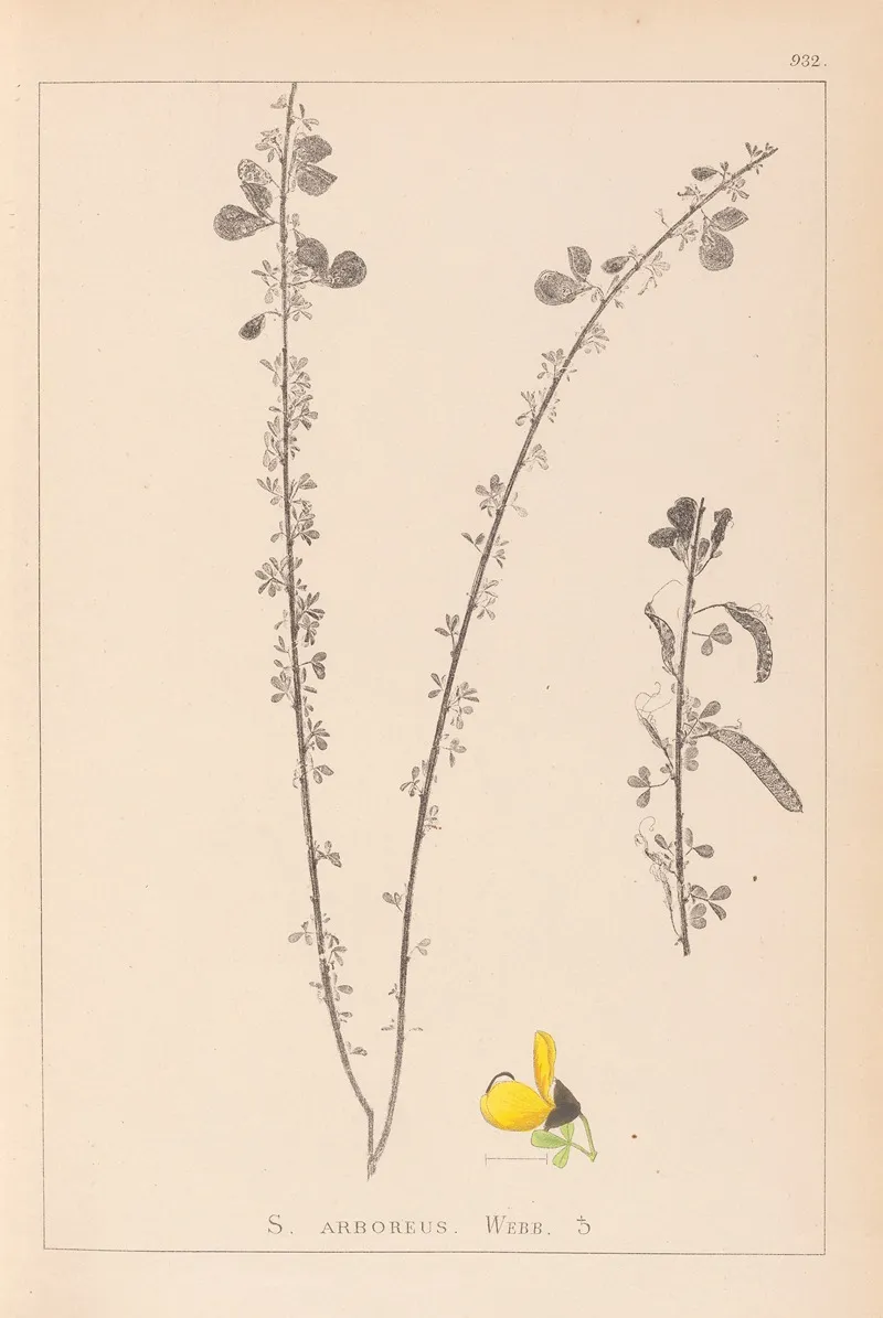 Herbier De La Flore Francaise Pl 0172 Wall Art by Louis Antoine Cusin - High-Resolution Digital Print