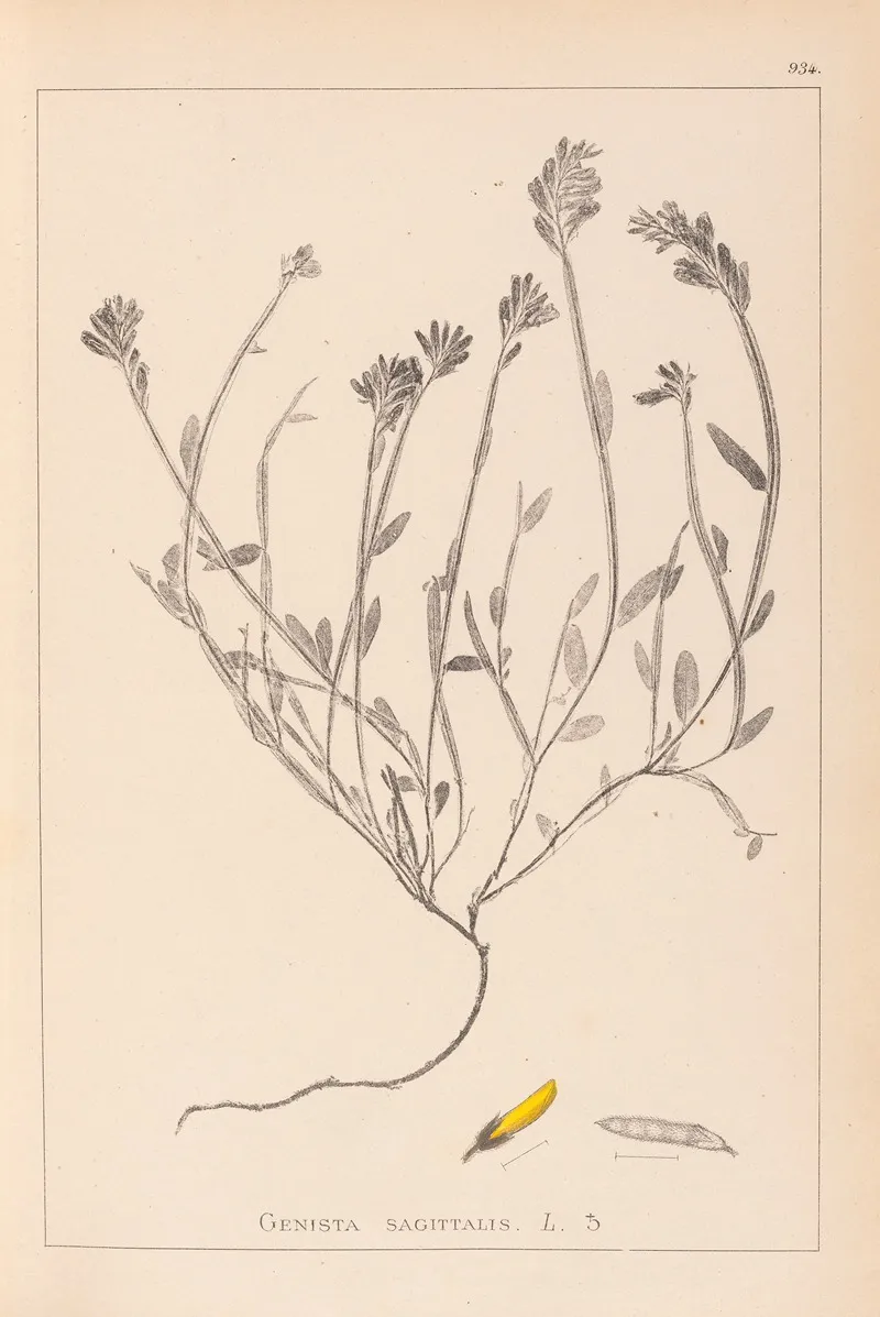 Herbier De La Flore Francaise Pl 0174 Wall Art by Louis Antoine Cusin - High-Resolution Digital Print