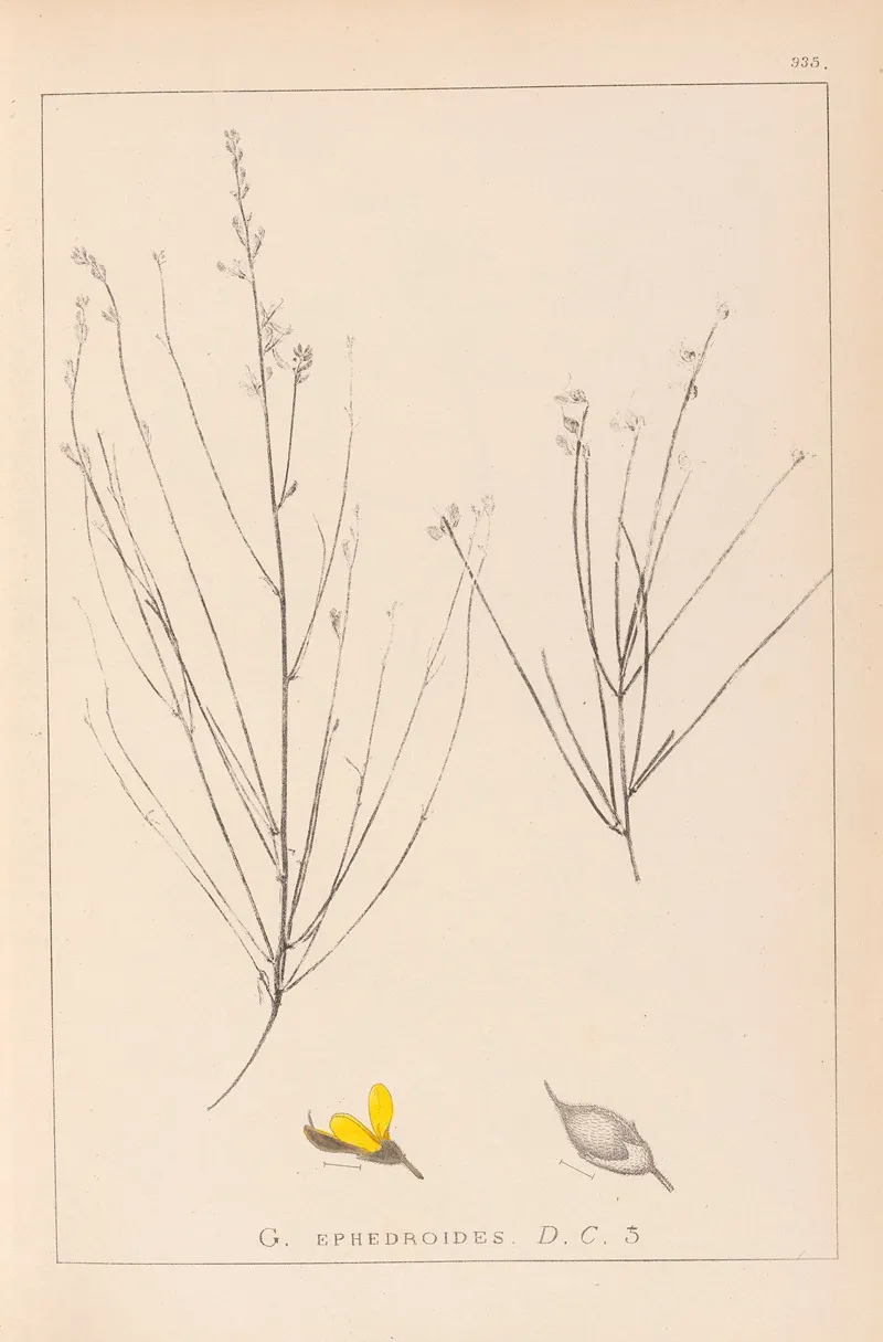 Herbier De La Flore Francaise Pl 0175 Wall Art by Louis Antoine Cusin - High-Resolution Digital Print