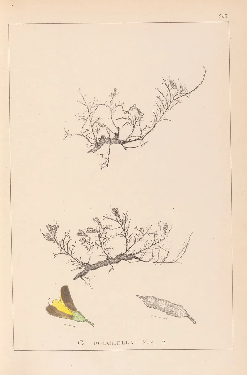 Herbier De La Flore Francaise Pl 0177 Wall Art by Louis Antoine Cusin - High-Resolution Digital Print