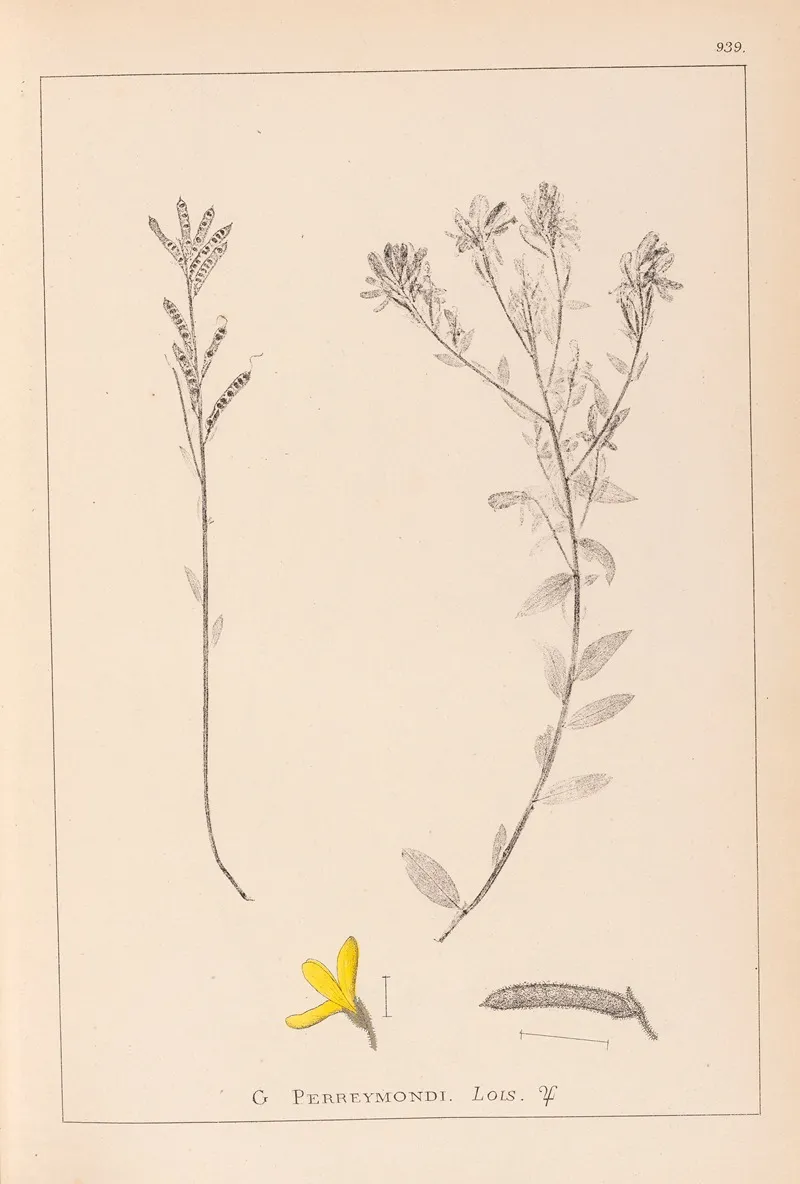 Herbier De La Flore Francaise Pl 0179 Wall Art by Louis Antoine Cusin - High-Resolution Digital Print