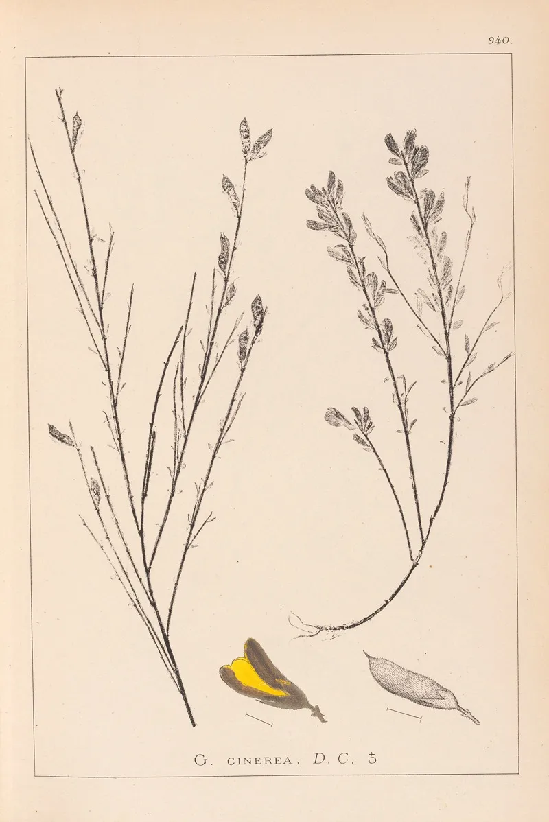 Herbier De La Flore Francaise Pl 0180 Wall Art by Louis Antoine Cusin - High-Resolution Digital Print
