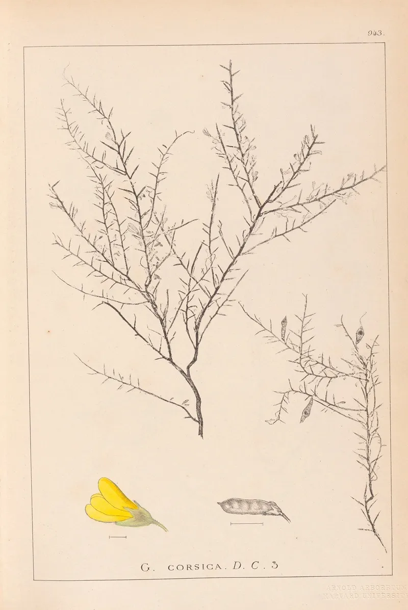 Herbier De La Flore Francaise Pl 0183 Wall Art by Louis Antoine Cusin - High-Resolution Digital Print