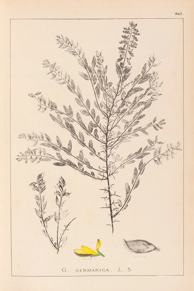 Herbier De La Flore Francaise Pl 0185 Wall Art by Louis Antoine Cusin - High-Resolution Digital Print