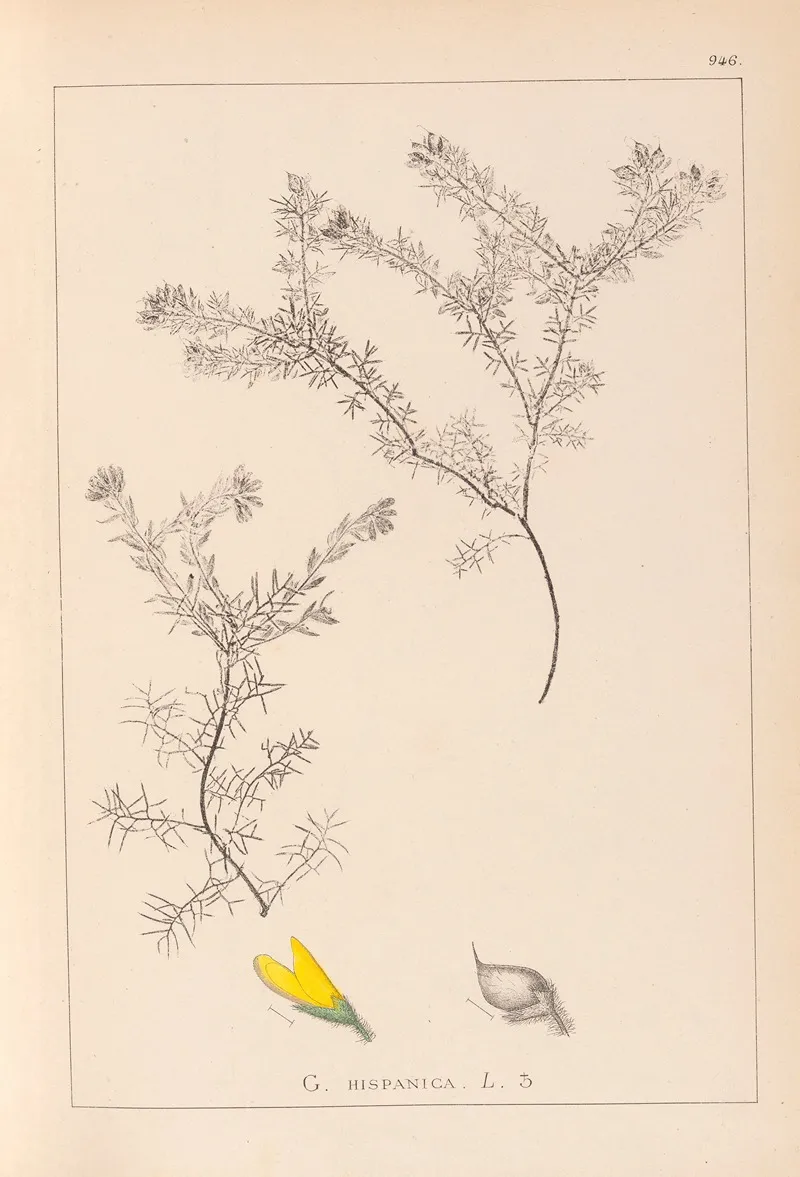 Herbier De La Flore Francaise Pl 0186 Wall Art by Louis Antoine Cusin - High-Resolution Digital Print