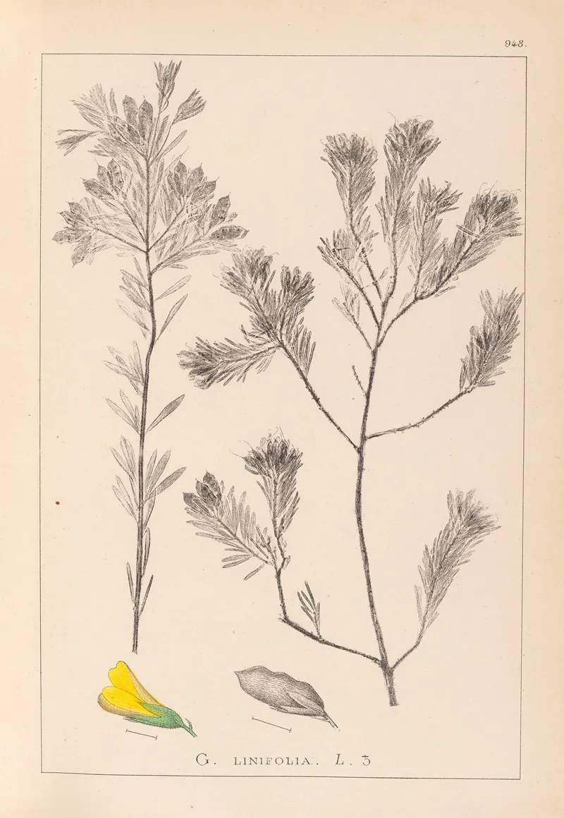 Herbier De La Flore Francaise Pl 0188 Wall Art by Louis Antoine Cusin - High-Resolution Digital Print