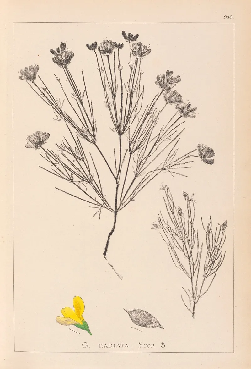 Herbier De La Flore Francaise Pl 0189 Wall Art by Louis Antoine Cusin - High-Resolution Digital Print