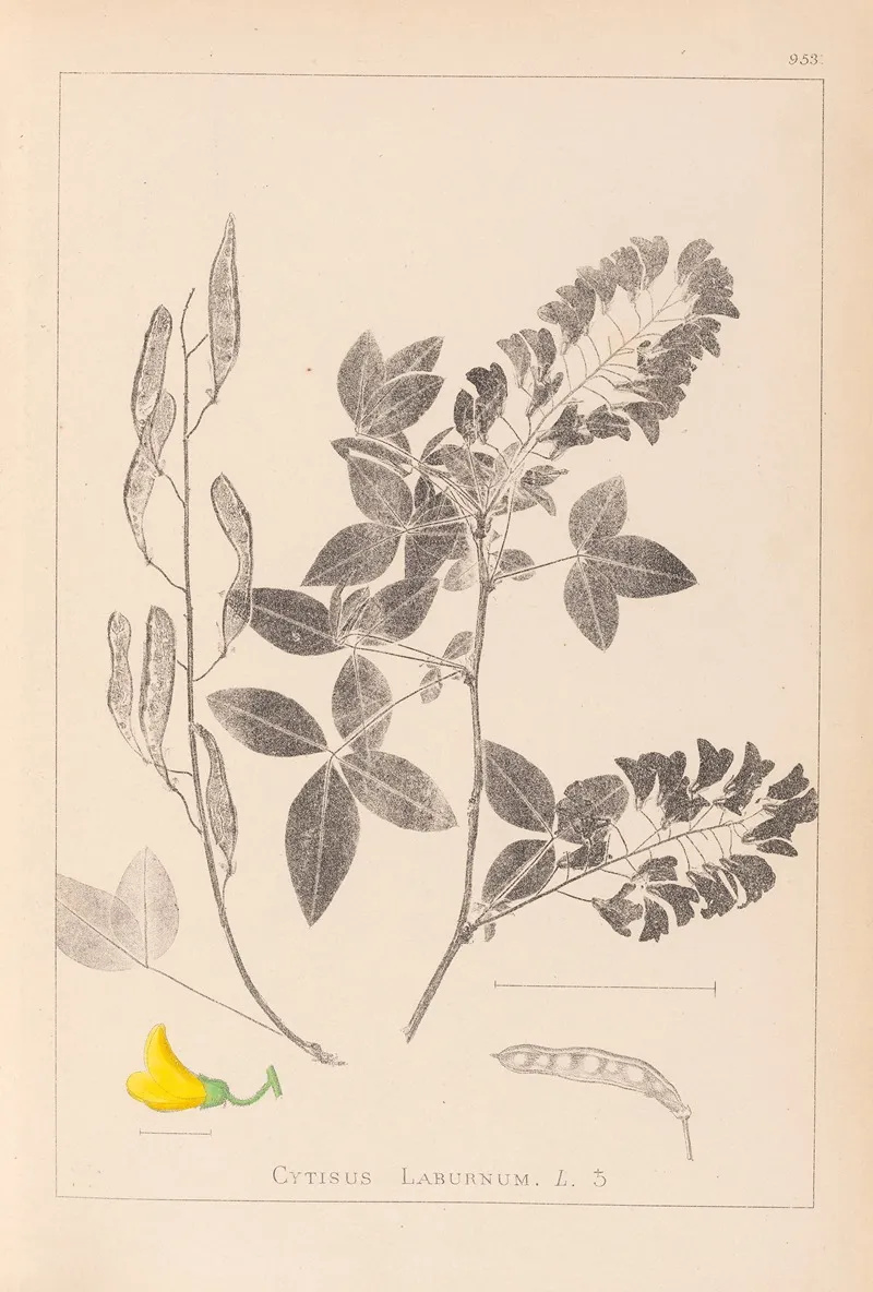 Herbier De La Flore Francaise Pl 0191 Wall Art by Louis Antoine Cusin - High-Resolution Digital Print