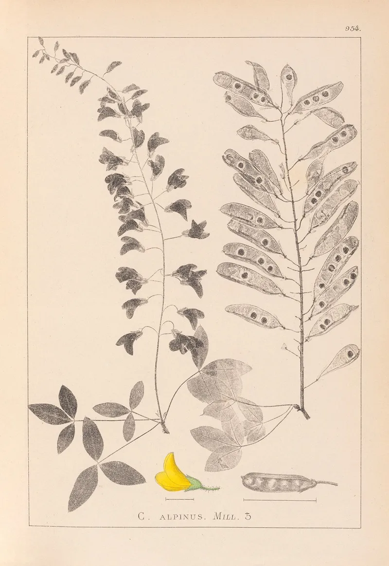 Herbier De La Flore Francaise Pl 0192 Wall Art by Louis Antoine Cusin - High-Resolution Digital Print