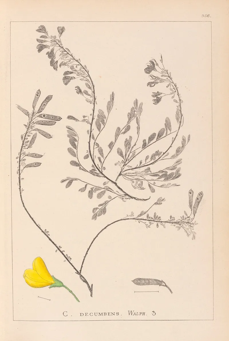 Herbier De La Flore Francaise Pl 0194 Wall Art by Louis Antoine Cusin - High-Resolution Digital Print