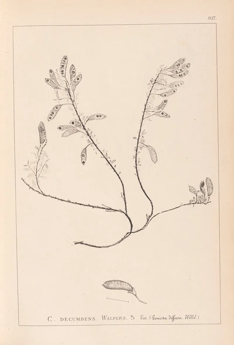 Herbier De La Flore Francaise Pl 0195 Wall Art by Louis Antoine Cusin - High-Resolution Digital Print