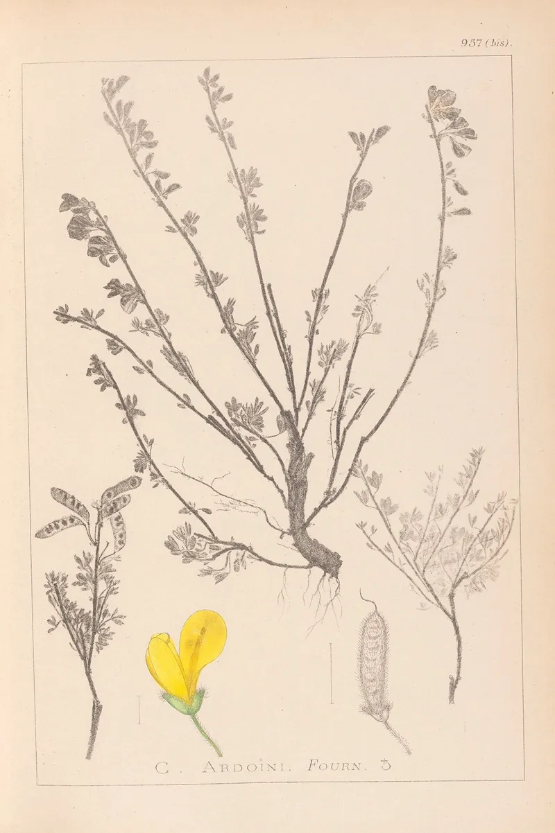 Herbier De La Flore Francaise Pl 0196 Wall Art by Louis Antoine Cusin - High-Resolution Digital Print