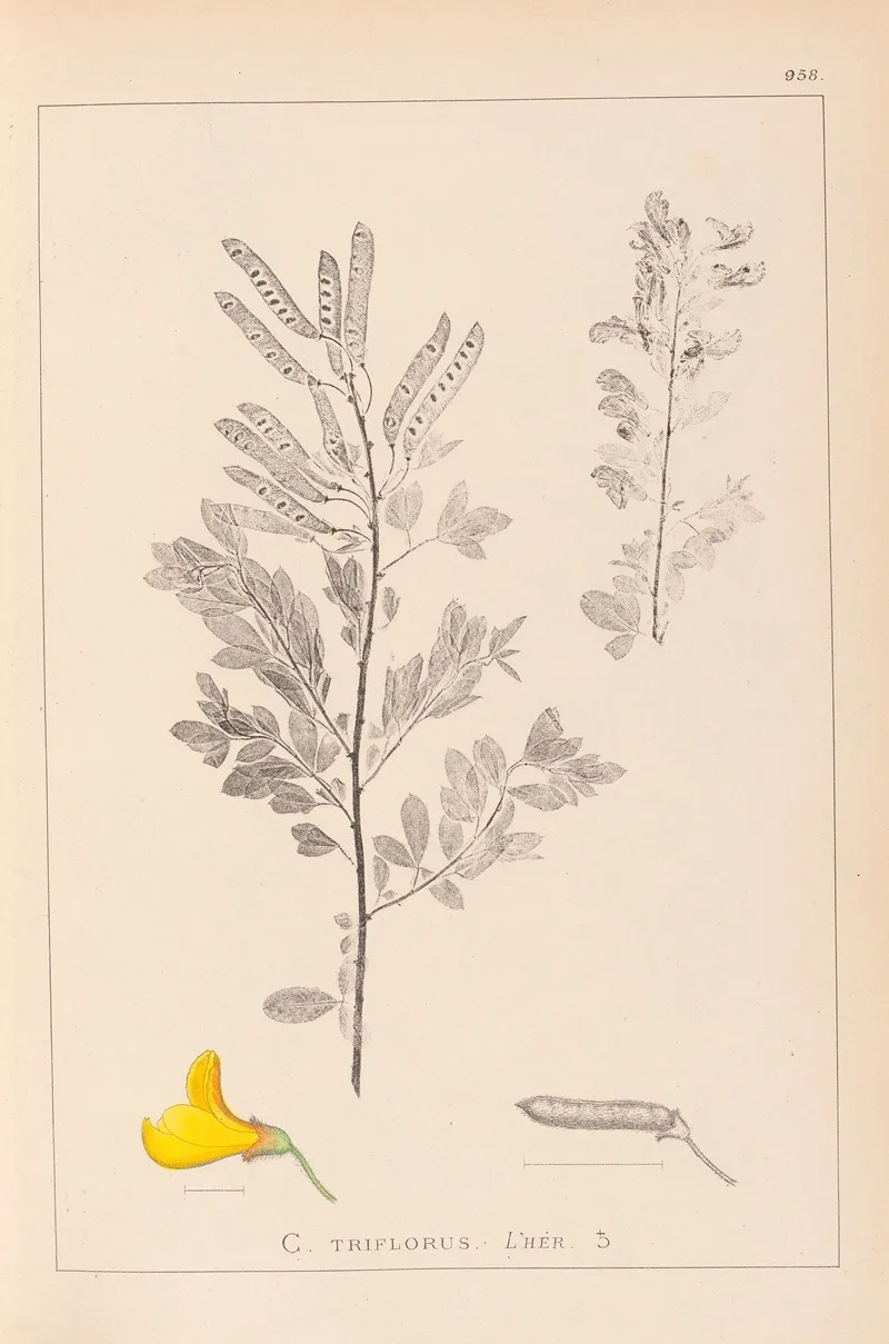 Herbier De La Flore Francaise Pl 0197 Wall Art by Louis Antoine Cusin - High-Resolution Digital Print