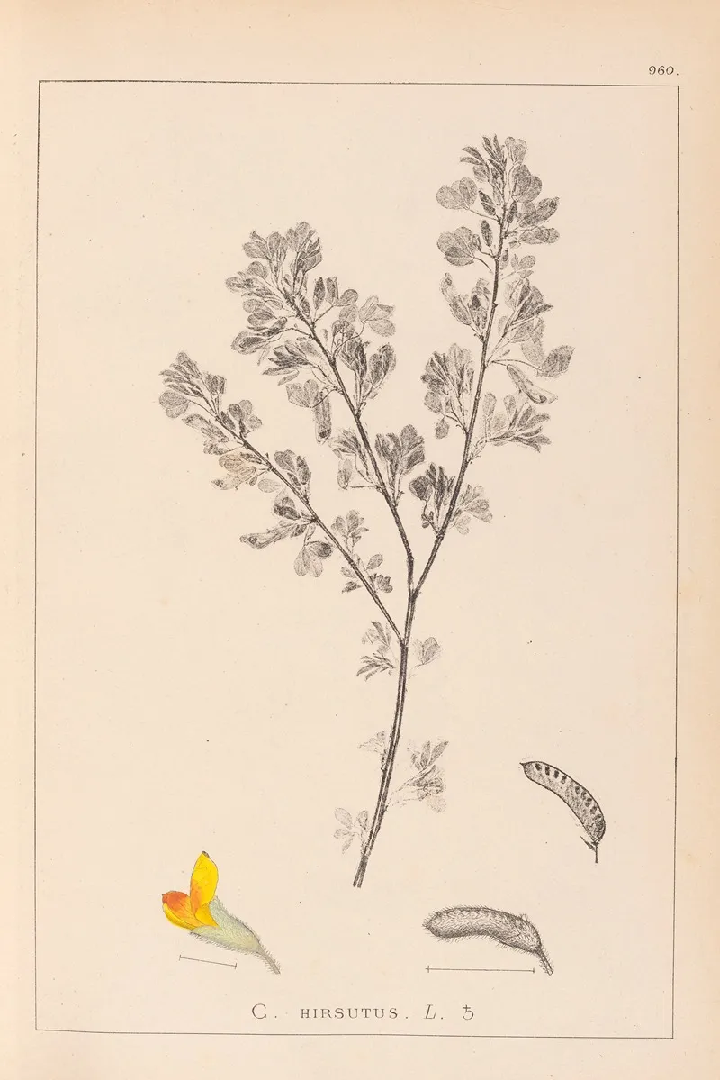 Herbier De La Flore Francaise Pl 0199 Wall Art by Louis Antoine Cusin - High-Resolution Digital Print