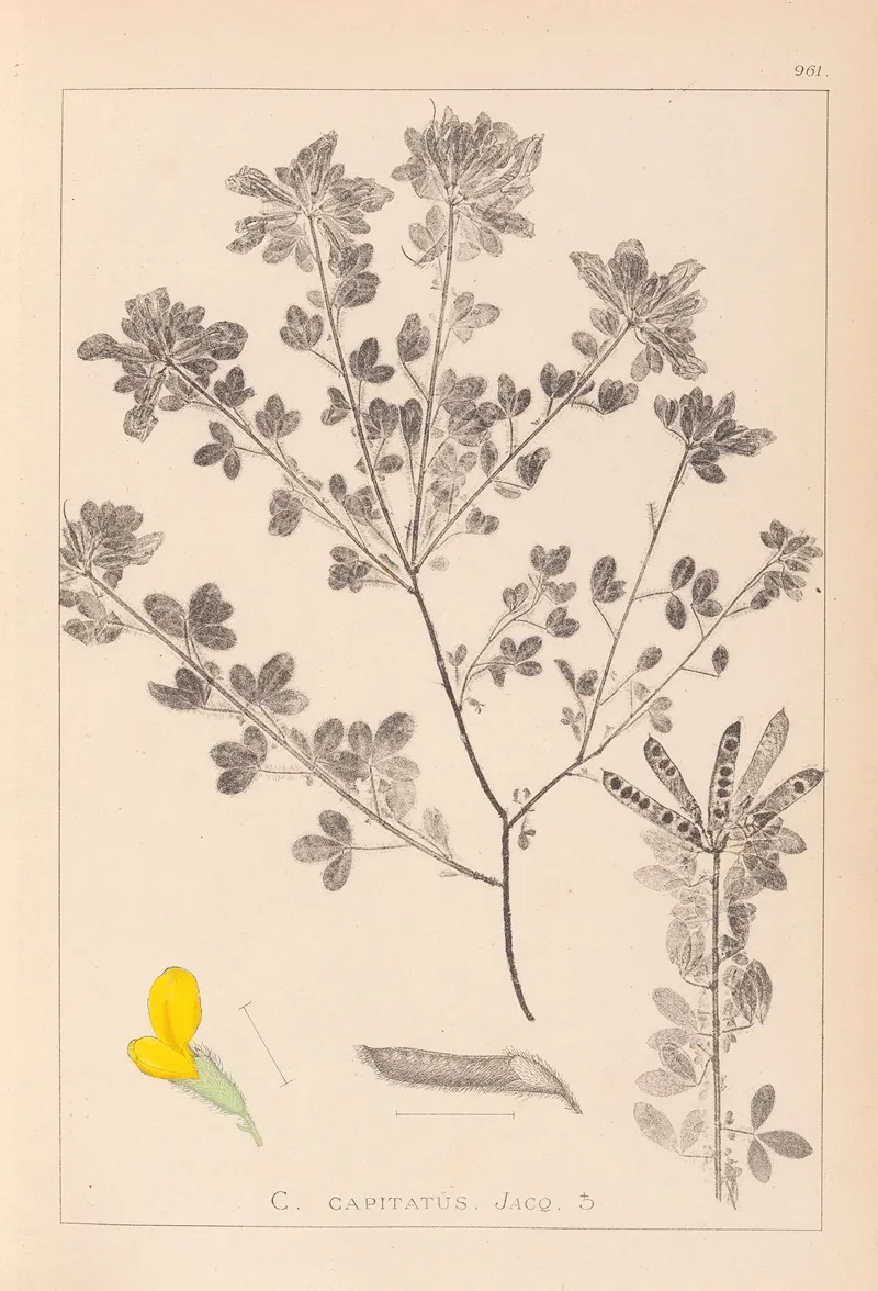 Herbier De La Flore Francaise Pl 0200 Wall Art by Louis Antoine Cusin - High-Resolution Digital Print
