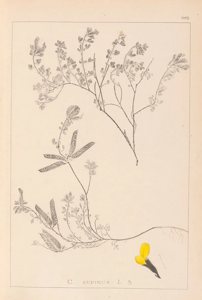 Herbier De La Flore Francaise Pl 0201 Wall Art by Louis Antoine Cusin - High-Resolution Digital Print