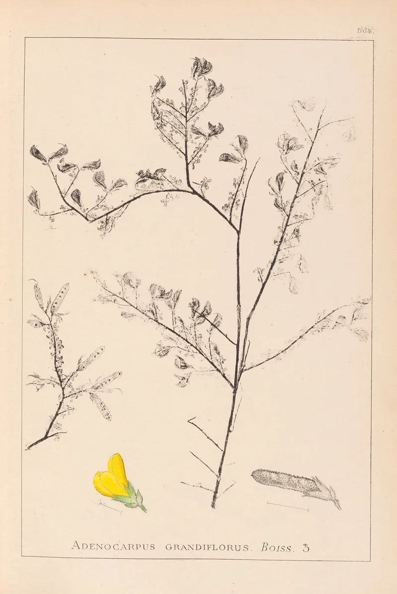 Herbier De La Flore Francaise Pl 0203 Wall Art by Louis Antoine Cusin - High-Resolution Digital Print