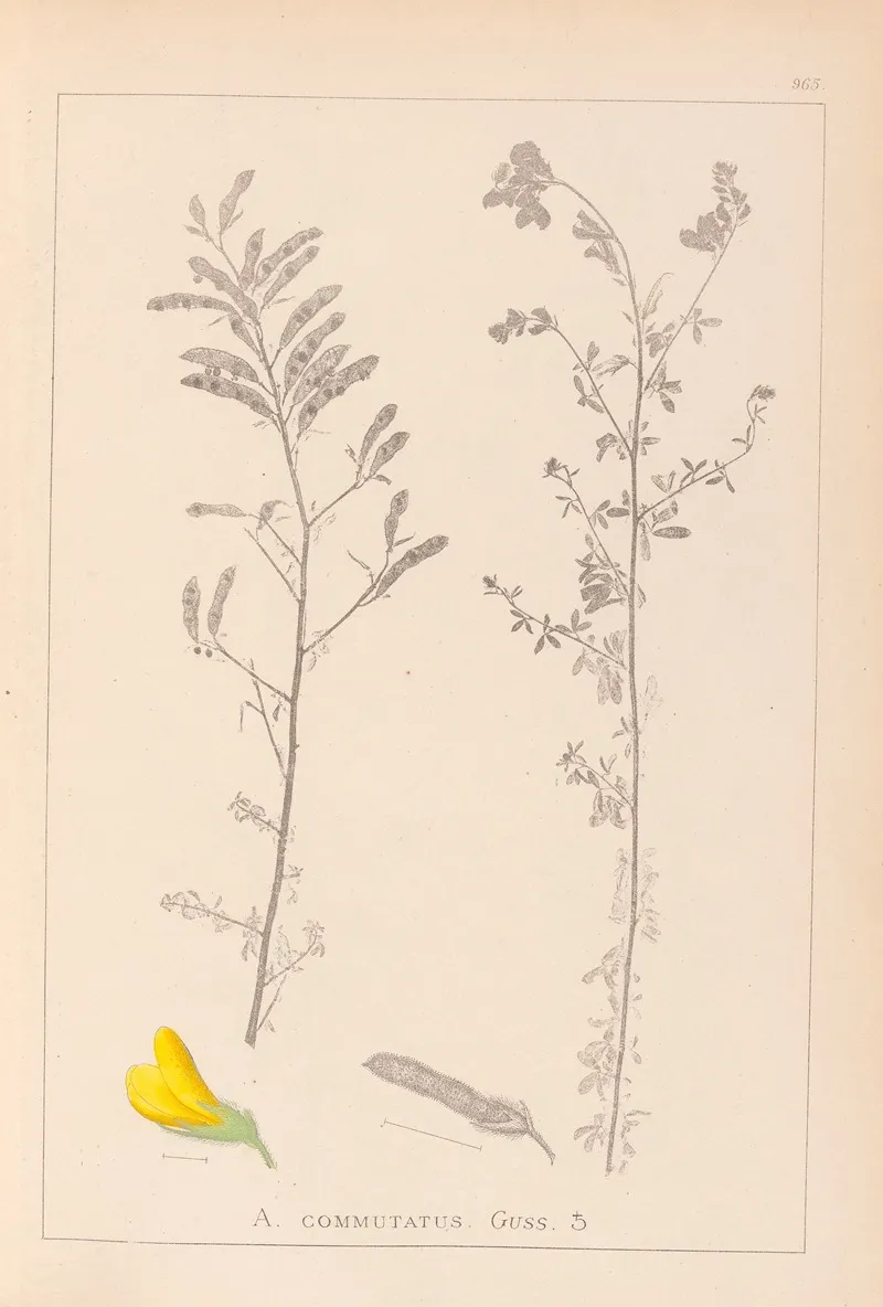 Herbier De La Flore Francaise Pl 0204 Wall Art by Louis Antoine Cusin - High-Resolution Digital Print