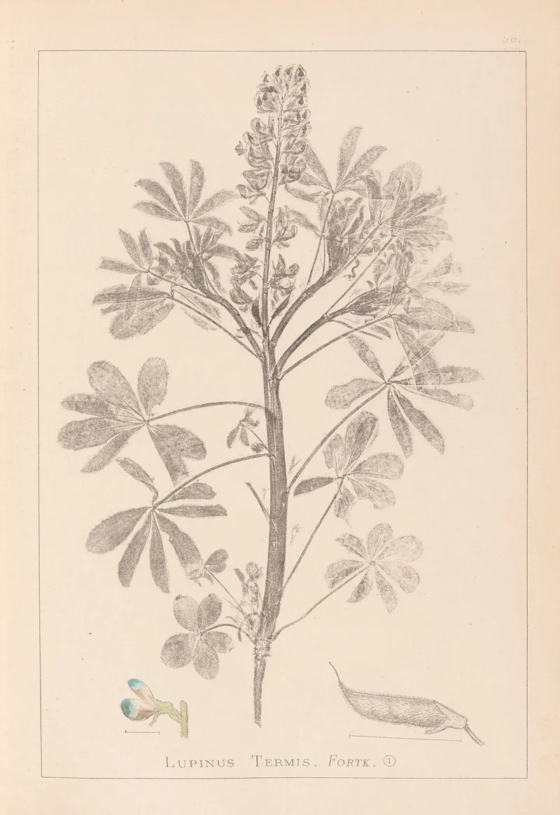Herbier De La Flore Francaise Pl 0206 Wall Art by Louis Antoine Cusin - High-Resolution Digital Print