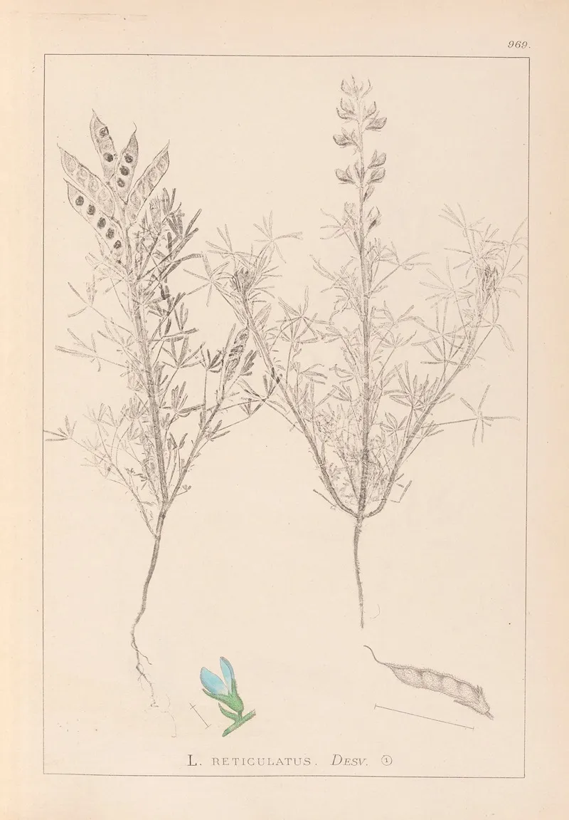 Herbier De La Flore Francaise Pl 0208 Wall Art by Louis Antoine Cusin - High-Resolution Digital Print
