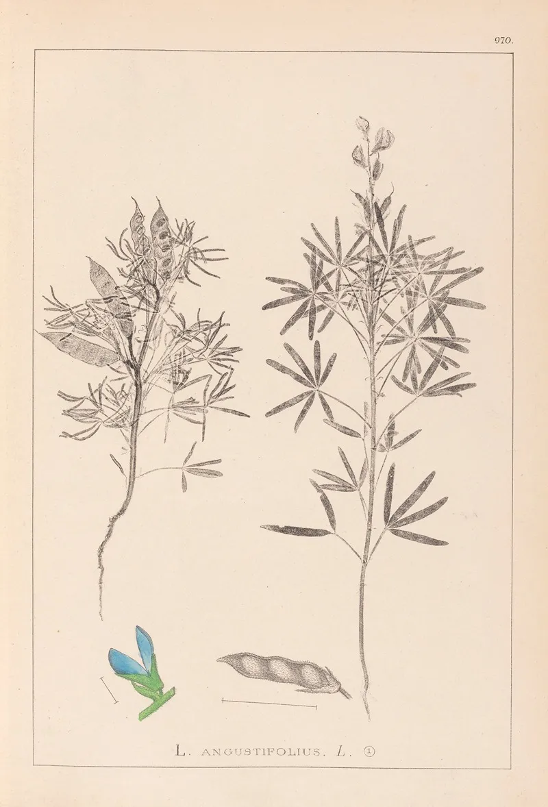 Herbier De La Flore Francaise Pl 0209 Wall Art by Louis Antoine Cusin - High-Resolution Digital Print