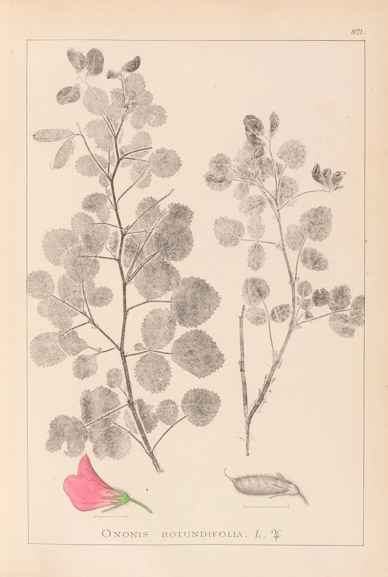 Herbier De La Flore Francaise Pl 0210 Wall Art by Louis Antoine Cusin - High-Resolution Digital Print