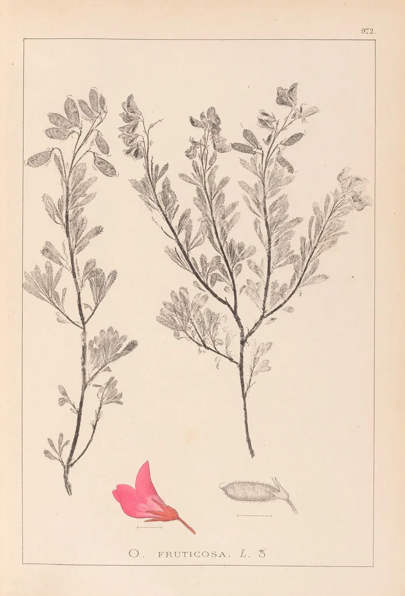Herbier De La Flore Francaise Pl 0211 Wall Art by Louis Antoine Cusin - High-Resolution Digital Print
