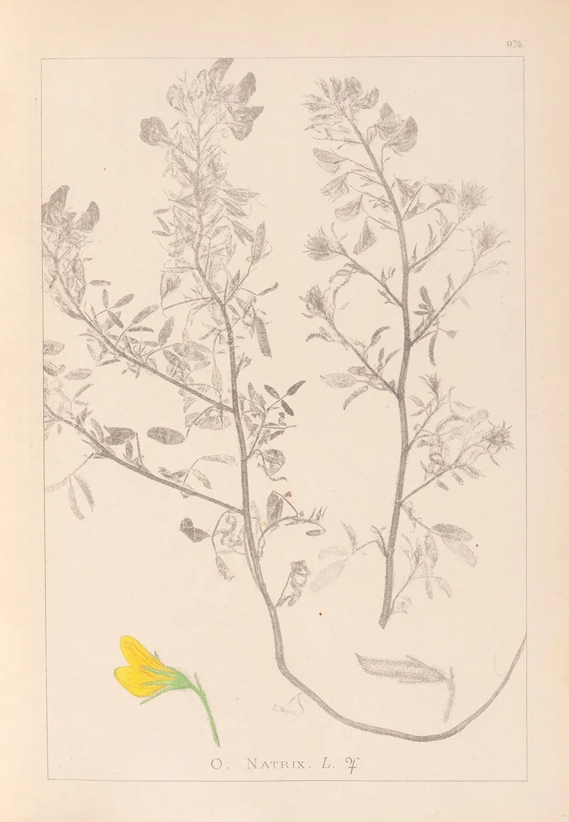 Herbier De La Flore Francaise Pl 0213 Wall Art by Louis Antoine Cusin - High-Resolution Digital Print