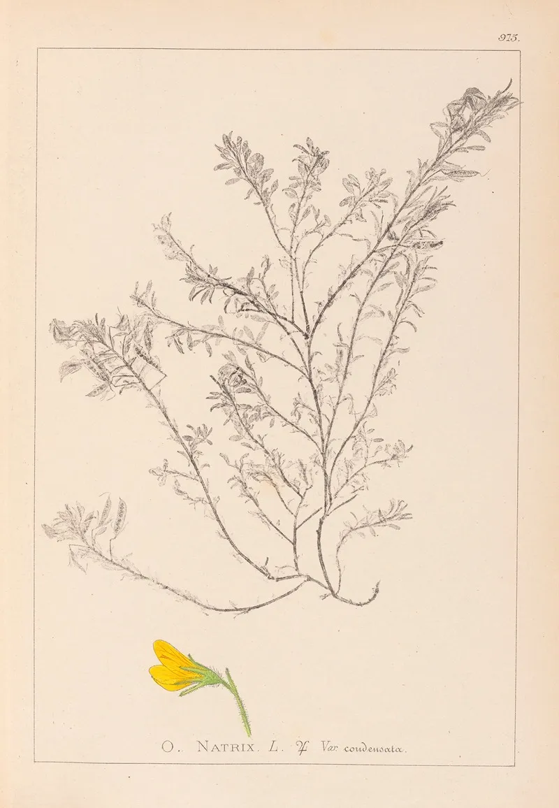 Herbier De La Flore Francaise Pl 0214 Wall Art by Louis Antoine Cusin - High-Resolution Digital Print