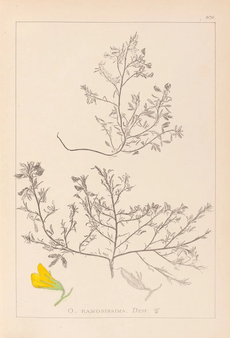 Herbier De La Flore Francaise Pl 0215 Wall Art by Louis Antoine Cusin - High-Resolution Digital Print