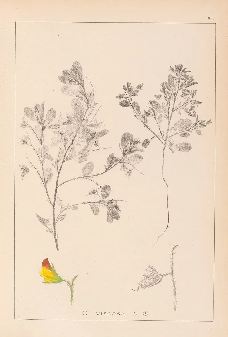 Herbier De La Flore Francaise Pl 0216 Wall Art by Louis Antoine Cusin - High-Resolution Digital Print