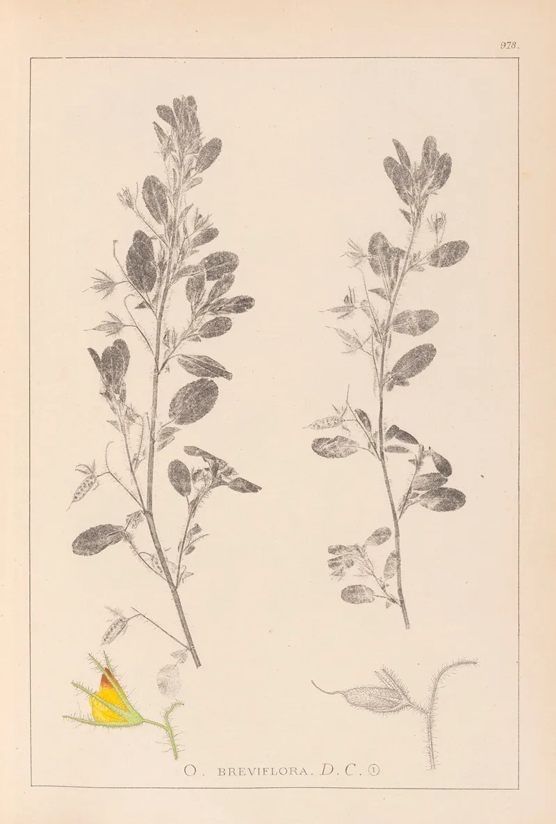 Herbier De La Flore Francaise Pl 0217 Wall Art by Louis Antoine Cusin - High-Resolution Digital Print