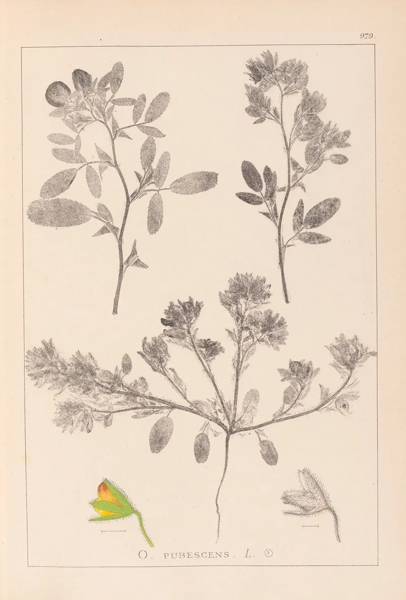 Herbier De La Flore Francaise Pl 0218 Wall Art by Louis Antoine Cusin - High-Resolution Digital Print
